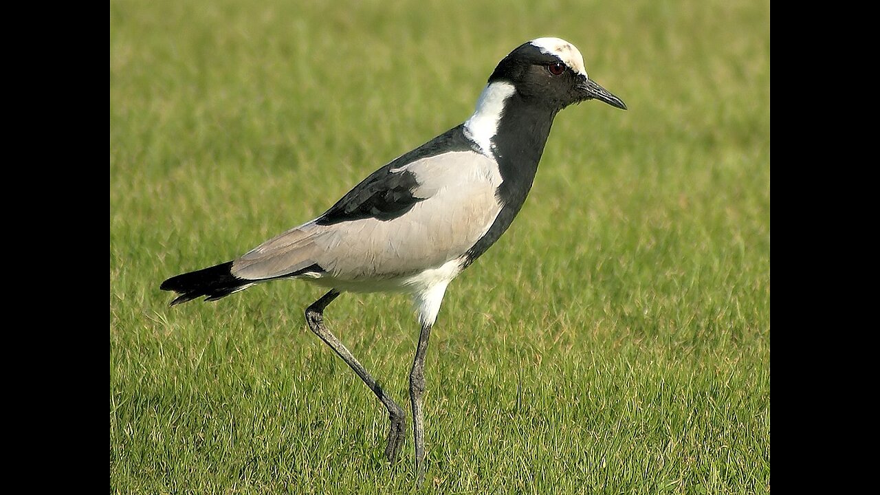 Lapwing
