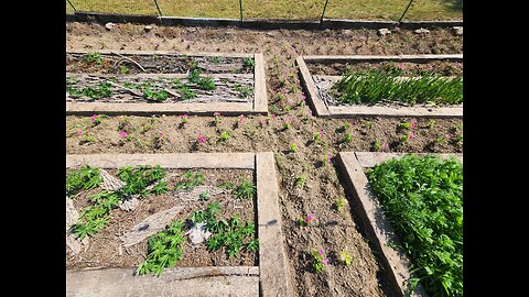 Advanced Petunia Cultivation for the Heroically minded Flower Master.