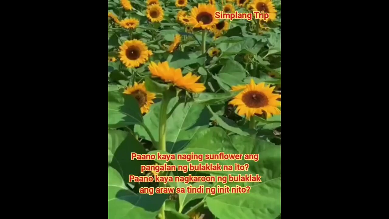 Simplang Trip 66: Here’s how the sun got its flower.
