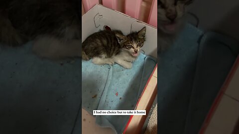 The guy was just riding a bike and he became the dad of a homeless kitten