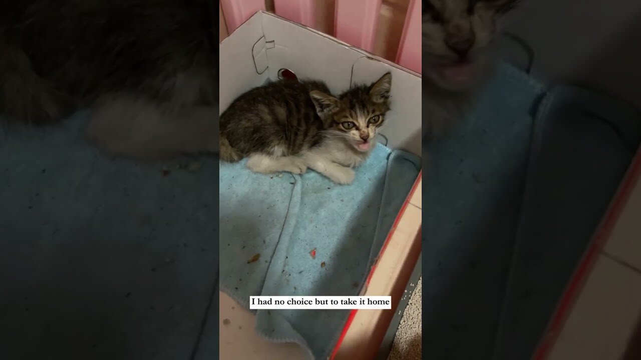 The guy was just riding a bike and he became the dad of a homeless kitten