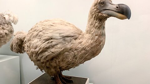 Has the Right Wing Gone the Way of Dodo Bird?