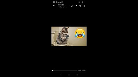 funny animals