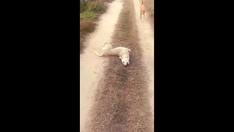 satisfying Video