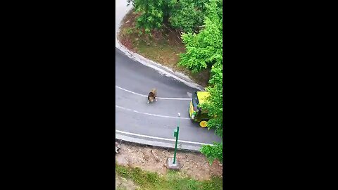 When lion sees it's prey it started running 🏃‍♀️