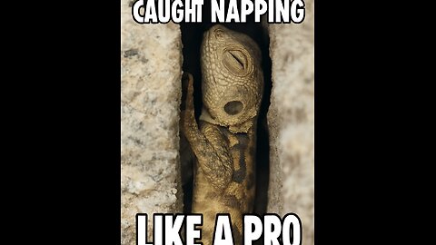 Caught napping