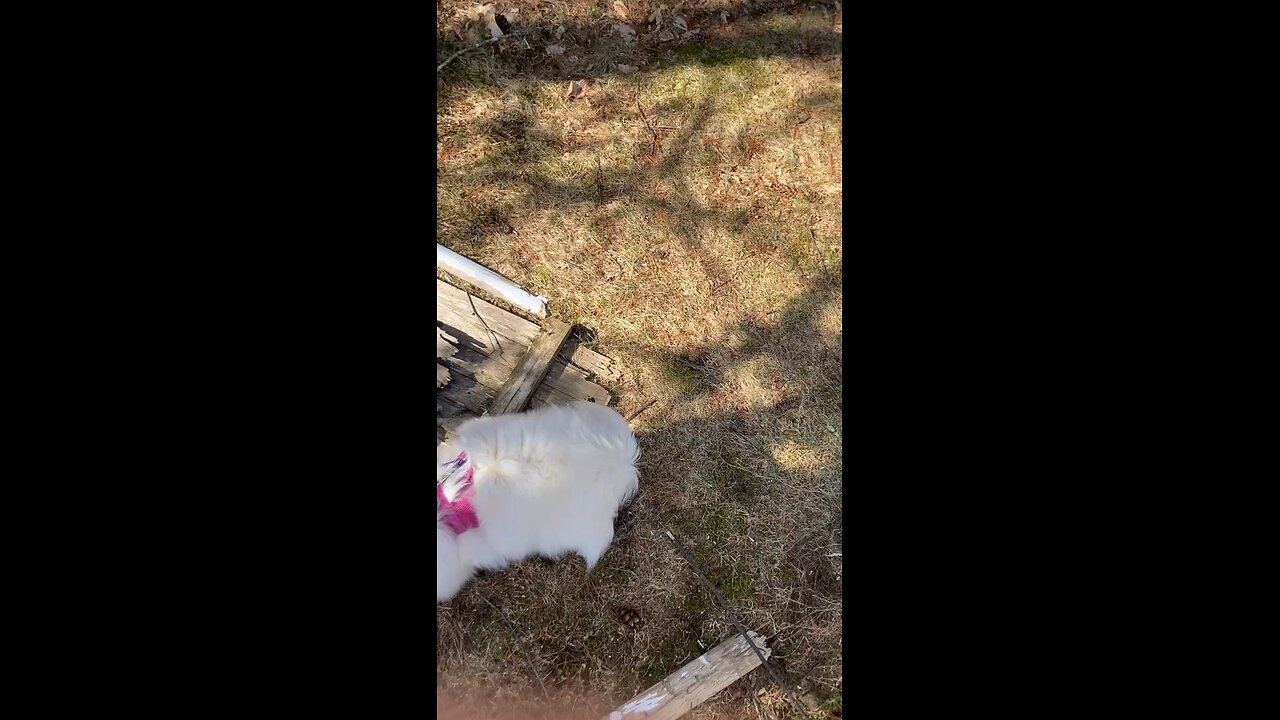 Daisy