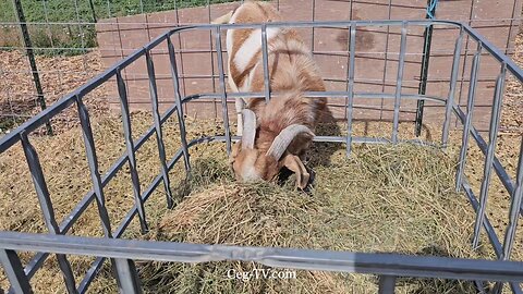 Graham Family Farm: 9:20 AM June 11 2025