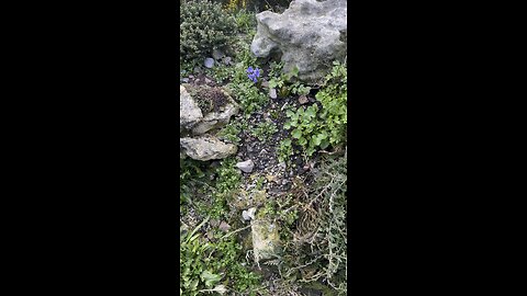 Звуки природы