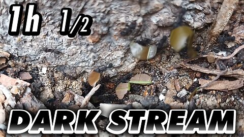 ASMR | The anthill legionaries, seen in a lively display of work day - 1h 1/2