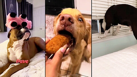 Dogs Make You Forget All Your Problems😂