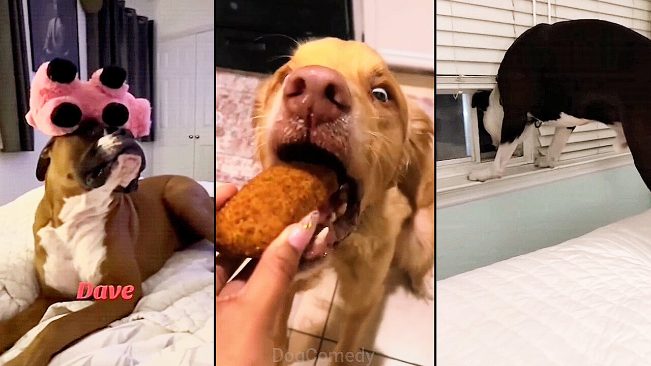 Dogs Make You Forget All Your Problems😂