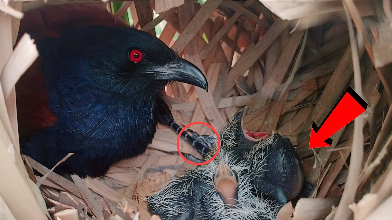 Strange Reaction of Baby Bird Inside Nest