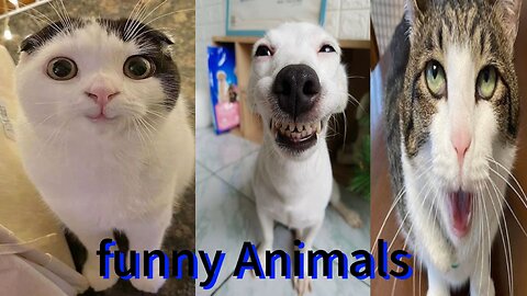 funny cats and dogs animals reaction