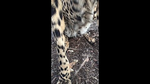 Suara cheetah asli