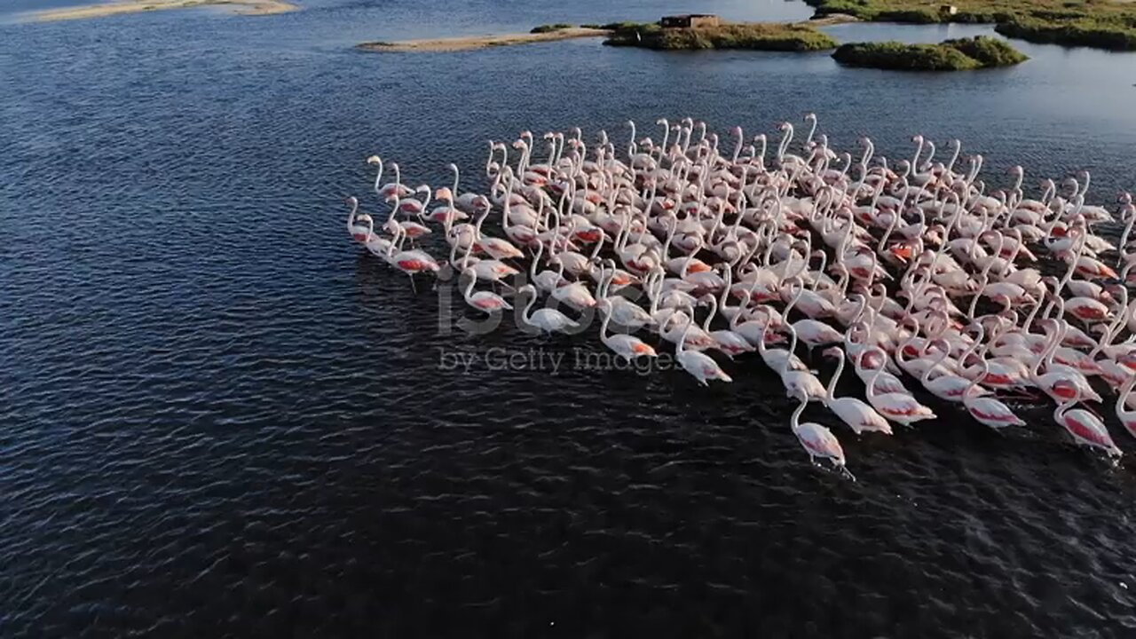 🏞️🦢🦢🦢🦢 Justttt seeeeeing them movingggg 🦢🦢🦢🦢🏞️
