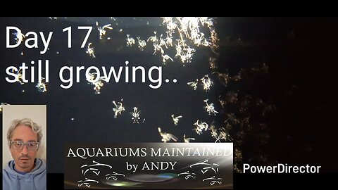 Day 17 of the peppermint shrimp grow out attempt