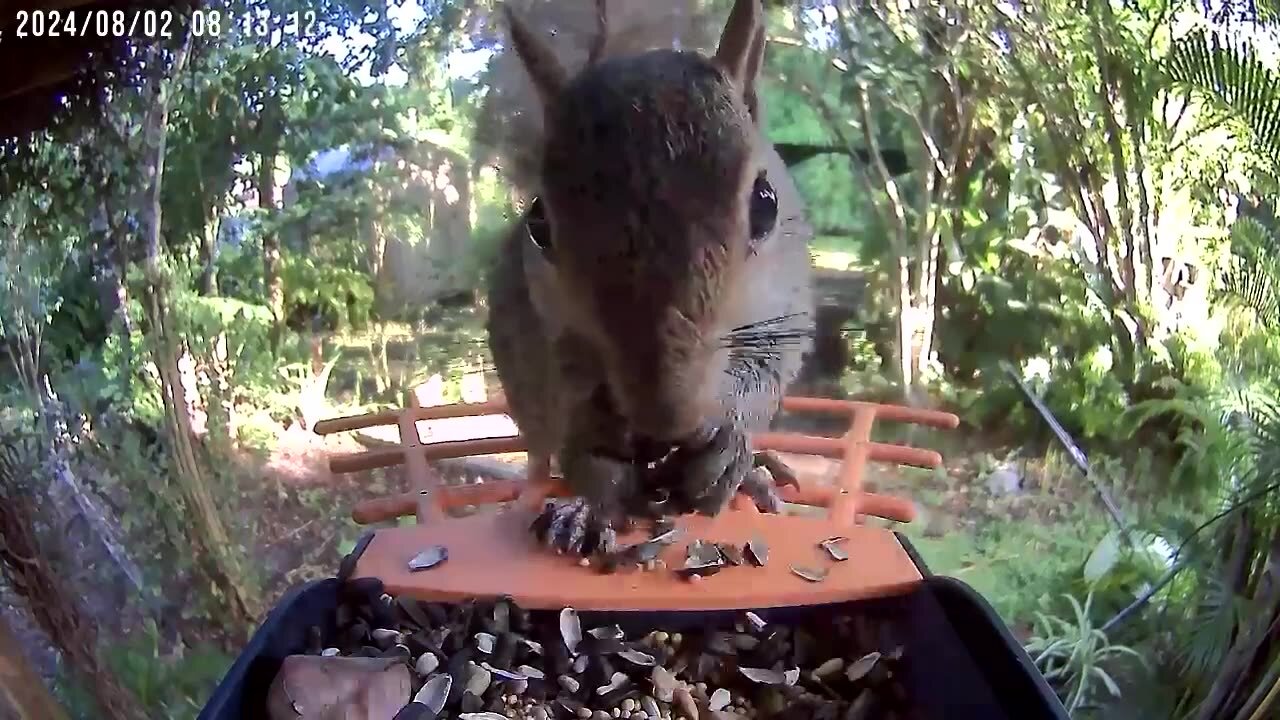 Saturday Morning Relax Stream - Backyard ASMR