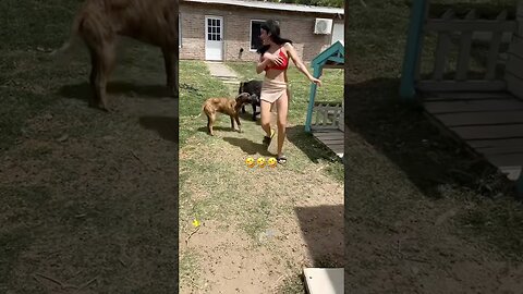 Animals Funny Compilation 🤣😂