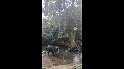 bathing time