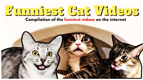 “😂 Funniest Cat Moments Ever | Try Not to Laugh Challenge 😺”