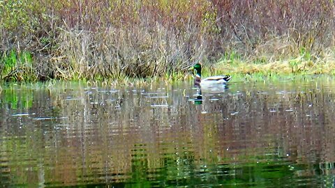 Mallard Duck
