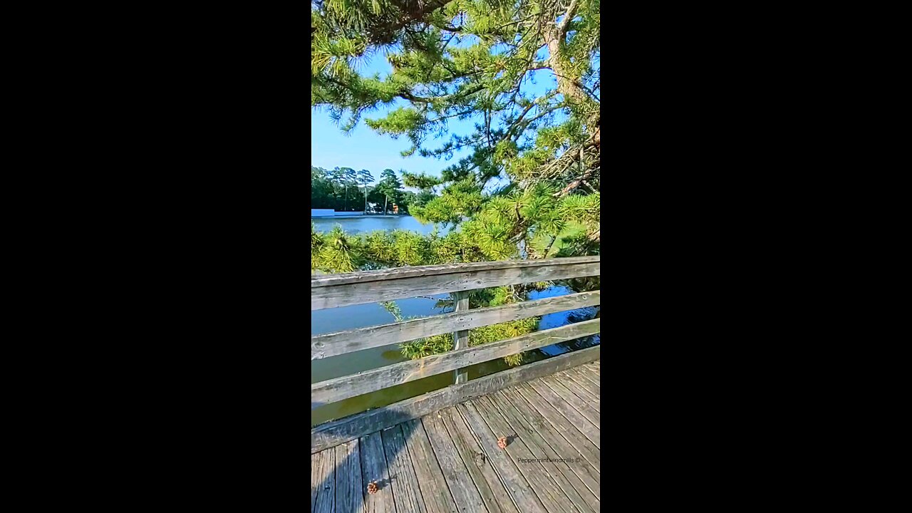 𝓣𝓱𝓮 𝓫𝓮𝓪𝓾𝓽𝔂 𝓸𝓯 𝓹𝓲𝓷𝓮 𝓽𝓻𝓮𝓮𝓼 🌲