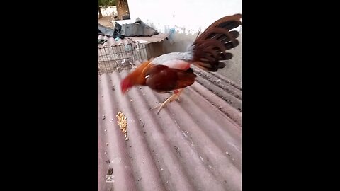 animales