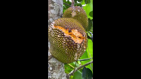 overriped jackfruit on tree #fruit #ripefood 🌴🌴🌴