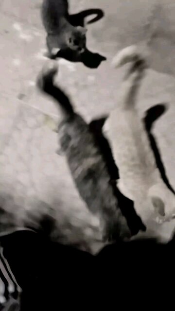 The naughty cats came