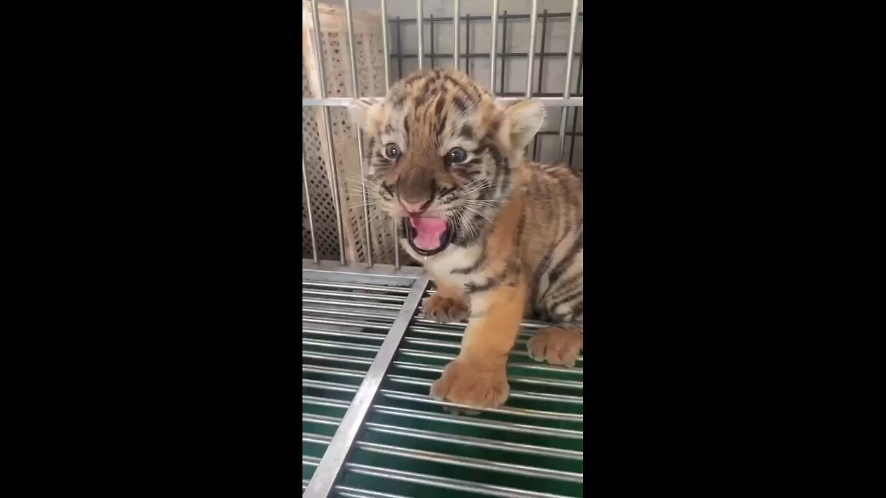 please like and support🥰