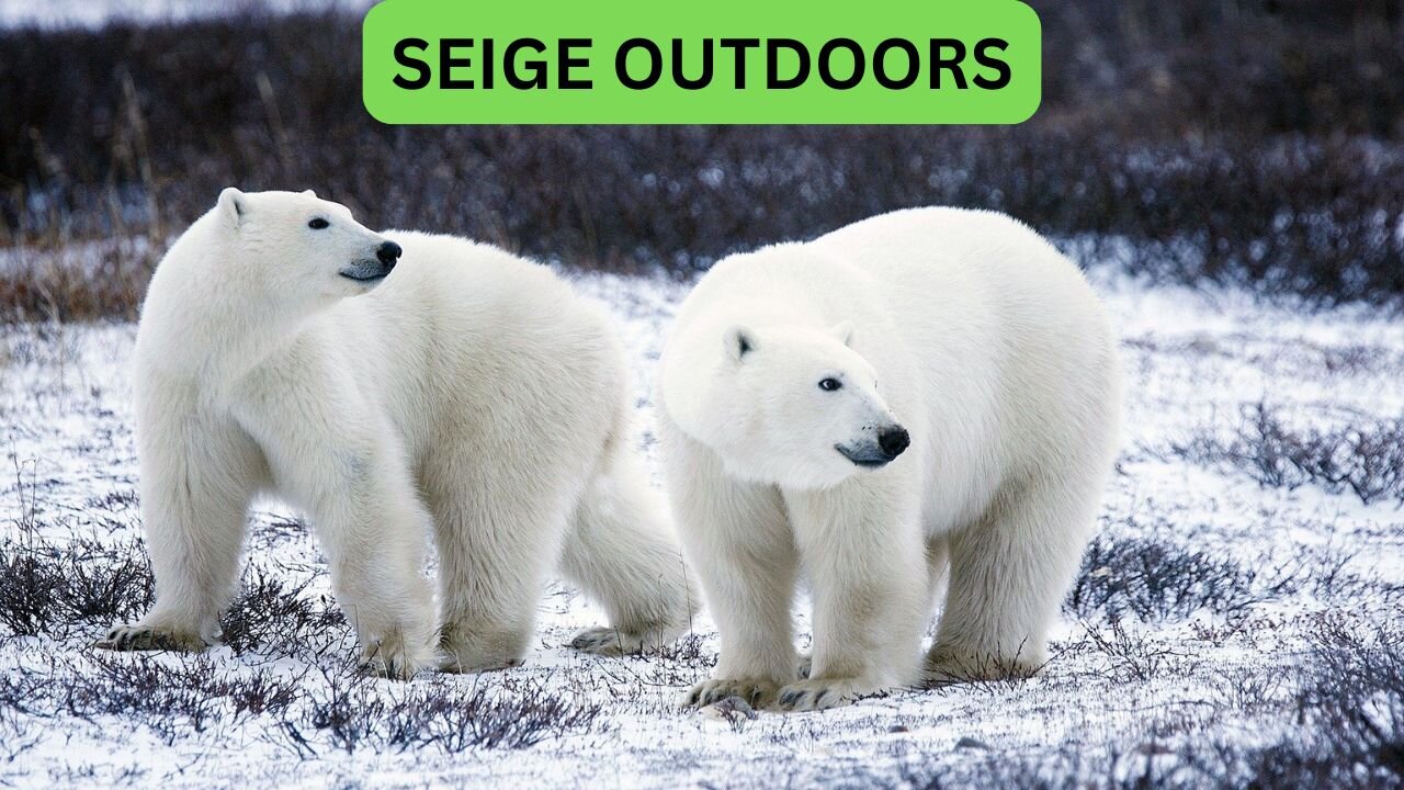 Polar Bear Live Cams!