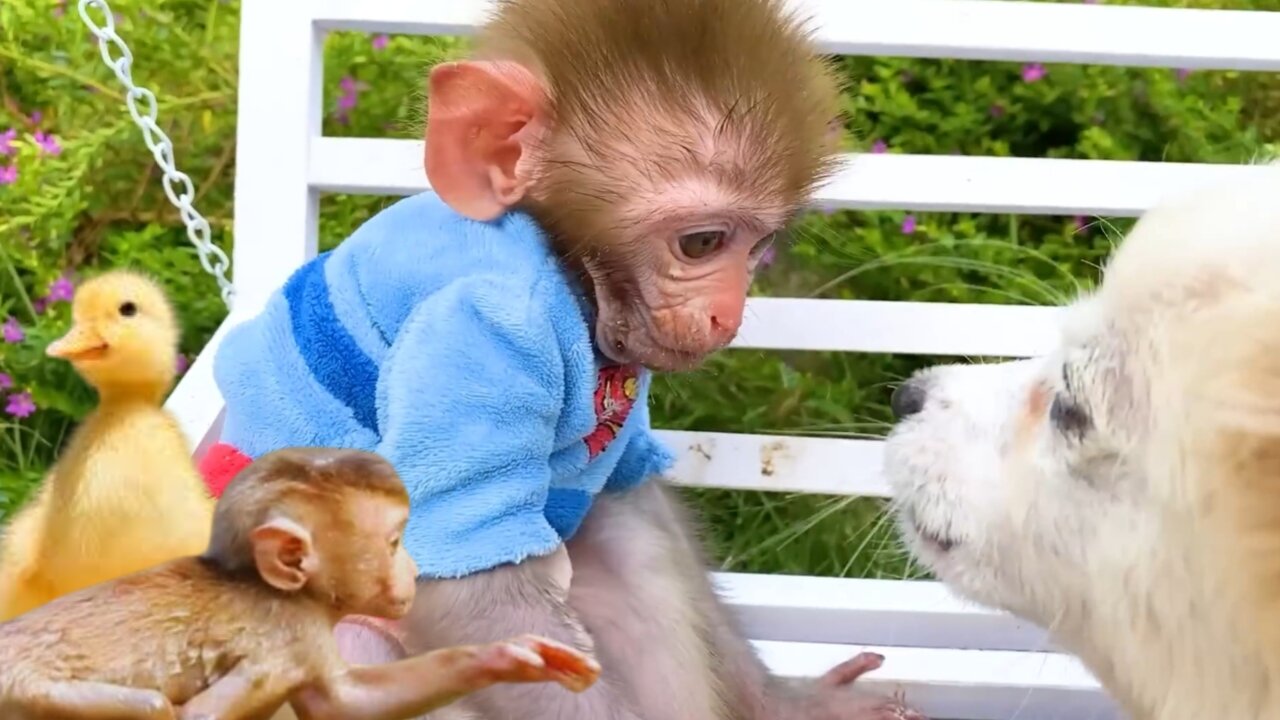 Poppy & monkey friendship||Animalht video|| Boni monkey Kiki video...