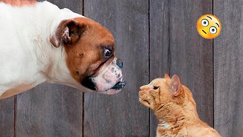 New Funny Animals 😂 Funniest Cats and Dogs Videos 😺🐶 Part 163