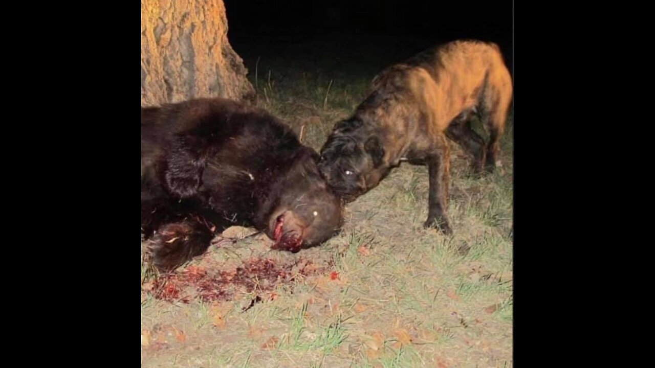 Dogo after fighting black bear that got away