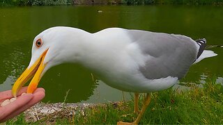 The Large European Herring Gull will Always Find Me When I Have Peanuts