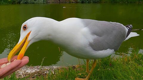 The Large European Herring Gull will Always Find Me When I Have Peanuts