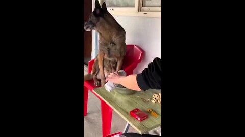 dog smoke