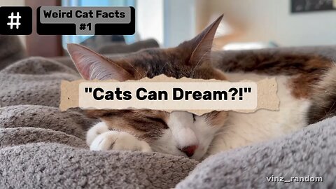 Weird Cat Facts #1