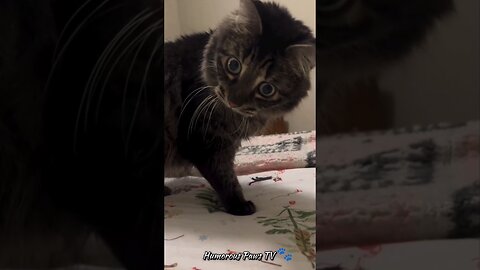 Tiny Tails: Micro Moments of Humor! 🐾😄
