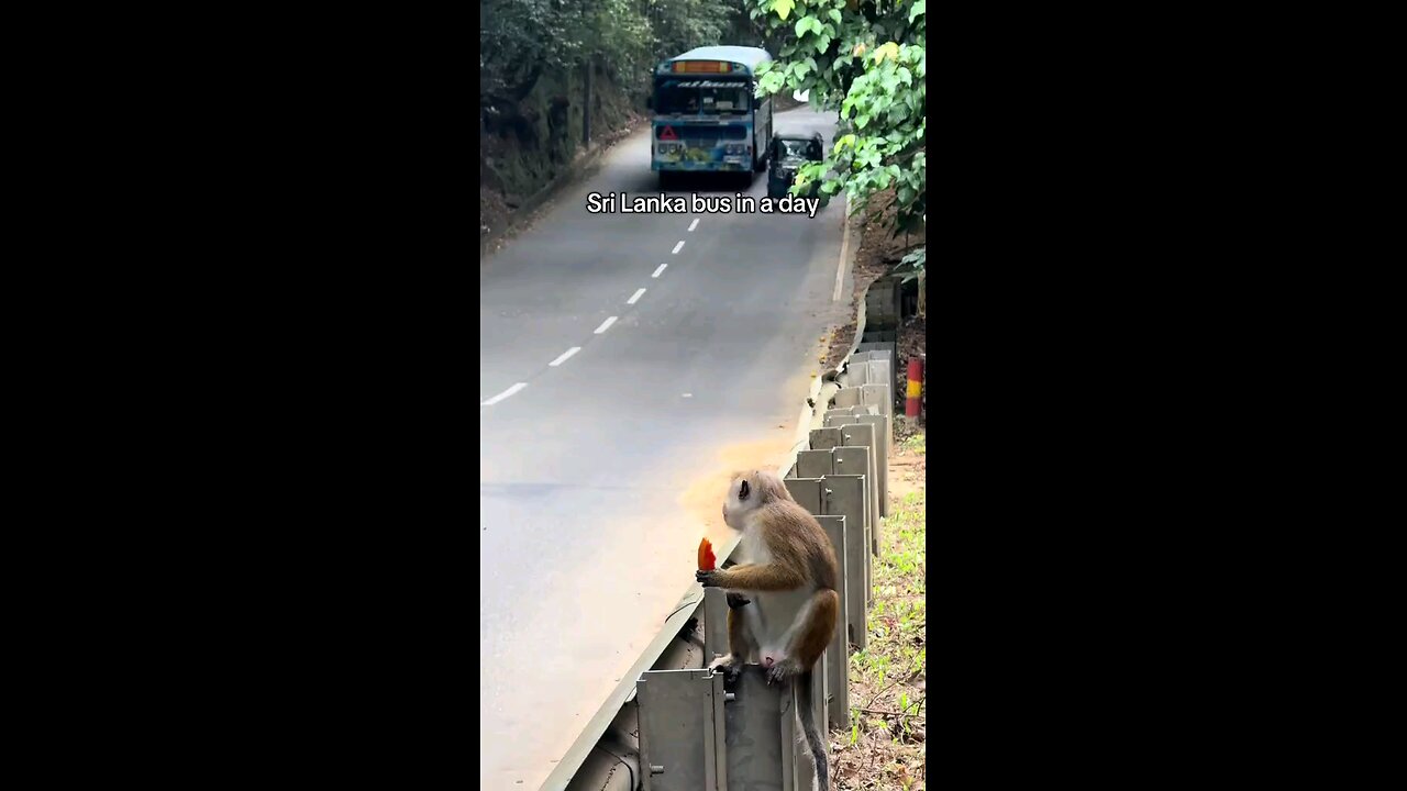 Welcome to Sri Lanka 🇱🇰