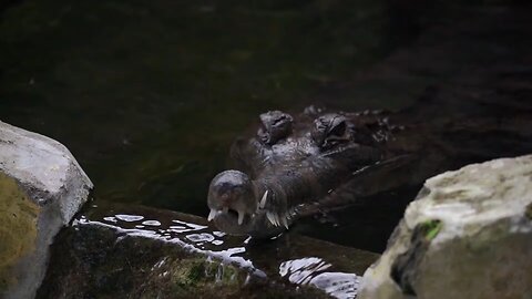 The Crocodile movie 🎥 🐊