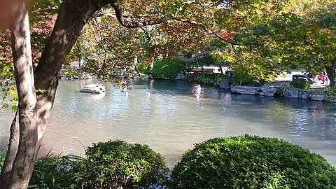 京都の東寺の瓢箪池にいる鴨たちの映像