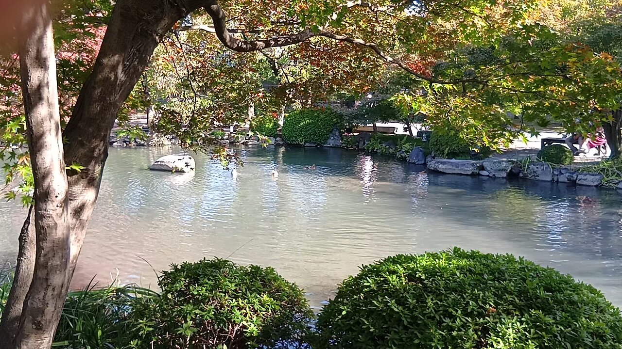 京都の東寺の瓢箪池にいる鴨たちの映像
