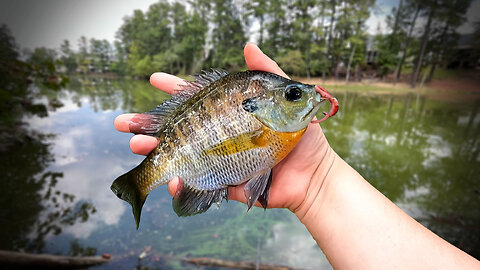 Bluegill Fishing With Worms – Catch Fish All Day Long!