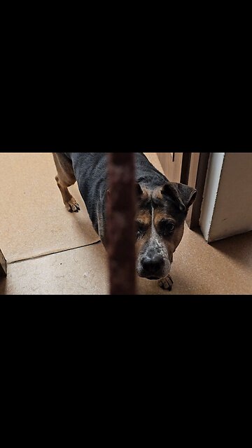 Masz jeszcze ? [Rumble Short]