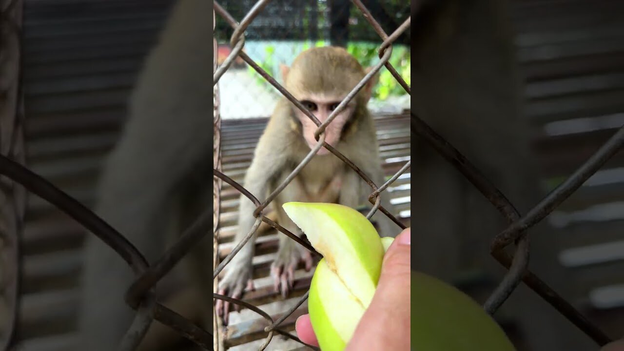 Caring for an Abandoned Monkey, the Mysterious Behaviors of Monkeys #4