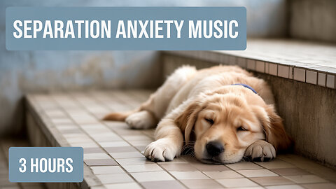 3 Hours of Calming Dog Music: Piano for Anxiety, Sleep, and Stress
