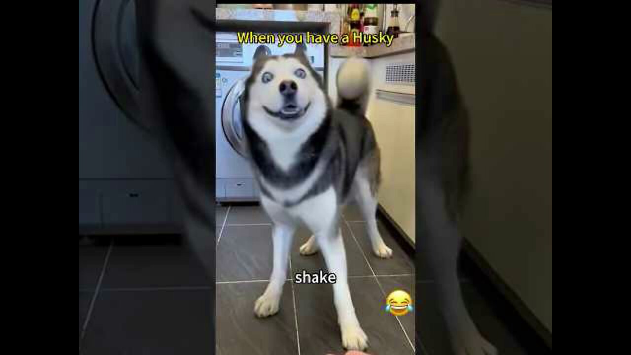 When you have a Husky. /Funny Dog / Funny Cate Video