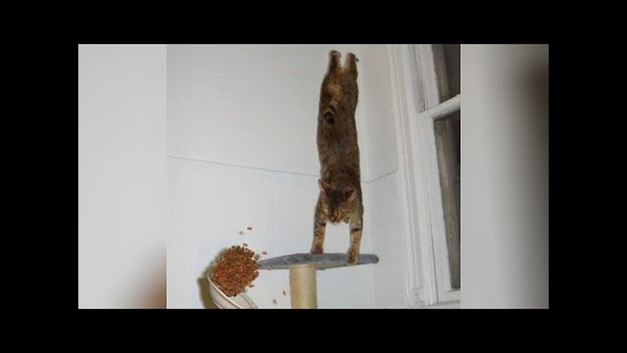 TRY NOT TO LAUGH - World's FUNNIEST MOMENTS and FAILS